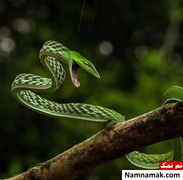 تصویری دیدنی از مار سبز رنگ خشمگین