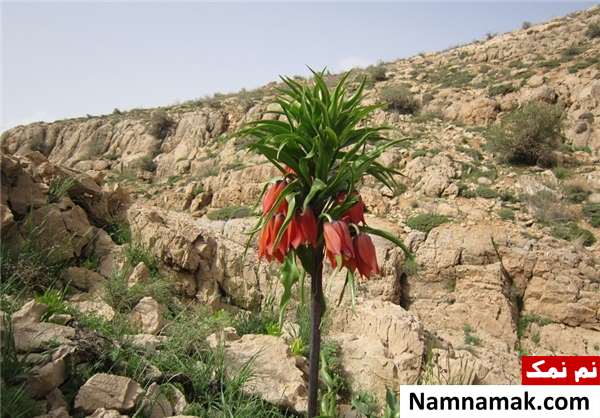 دیدنی های شهر ونک
