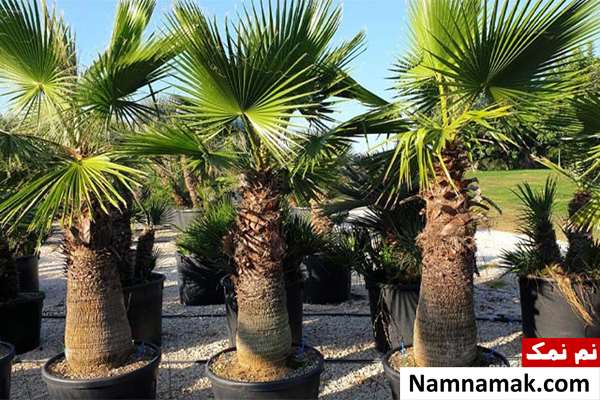 روش های بهبود خونرسانی به دستگاه تناسلی آقایان