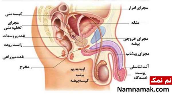 عکس دستگاه تناسلی آقایان