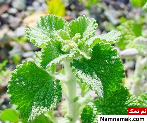 برگ فراسیون عرق فراسیون برای لاغری و دیابت