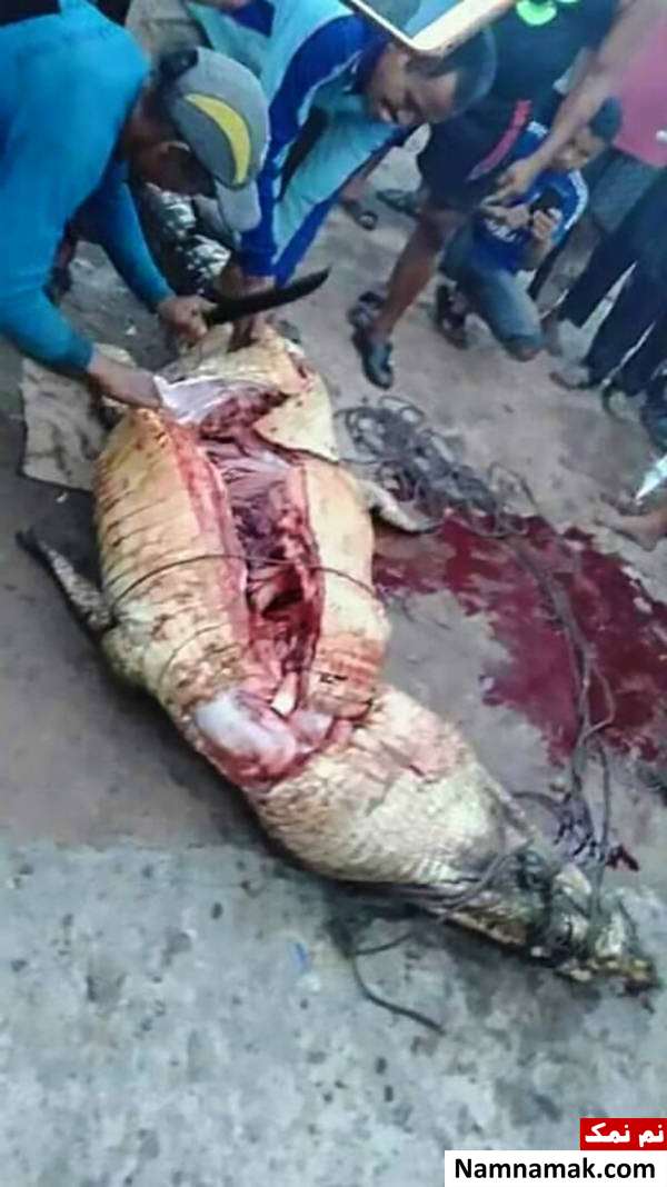 خارج کردن مرد گم شده از شکم تمساح غولپیکر