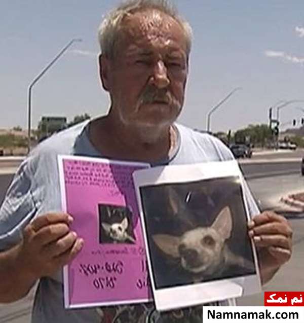 این سگ را پیدا کنید و صاحب خانه شوید! این سگ را پیدا کنید و صاحب خانه شوید!