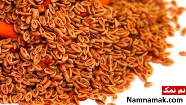 اسفرزه هر آنچه باید در رابطه با اسفرزه بدانید