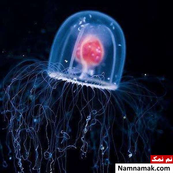 موجودی که برای همیشه جاویدان خواهد بود موجودی که برای همیشه جاویدان خواهد بود