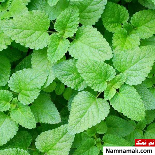 بادرنجبویه برای فشار خون و تقویت حافظه