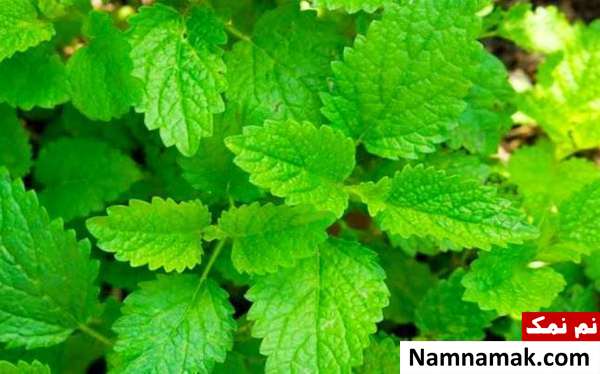 عوارض گیاه بادرنجبویه و موارد مصرف گیاه بادرنجبویه