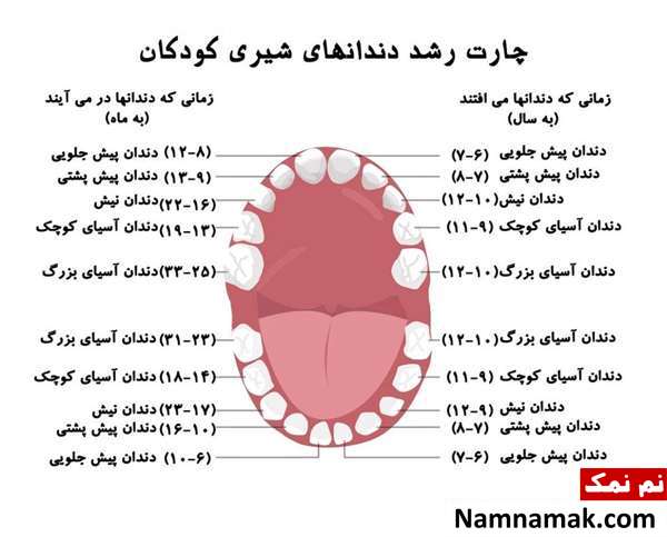 آیا دندان آسیاب شیری است؟دندانهای شیری کودکان کدامند؟ چگونه بفهمیم دندان شیری است