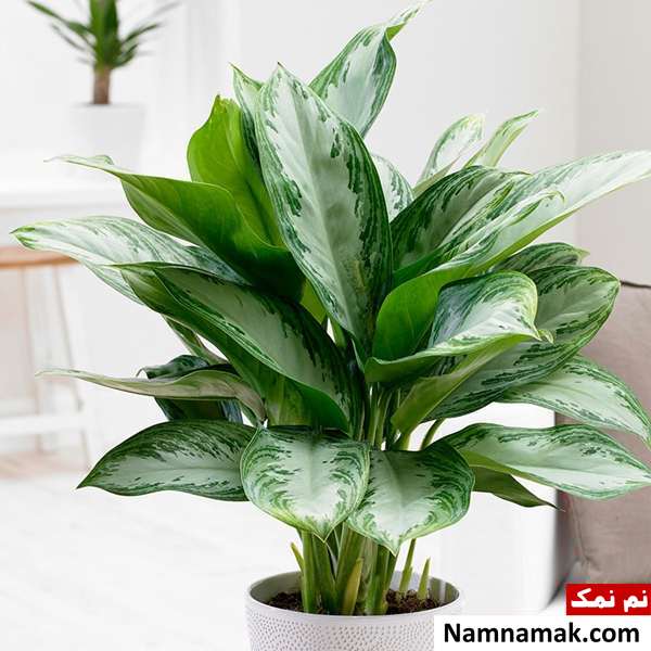 نگهداری از گیاه آگلونما