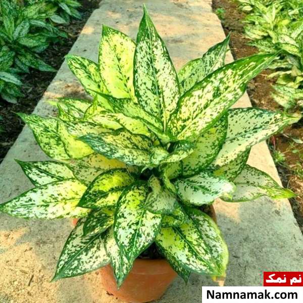 رشد گیاه آگلونما سبز در آپارتمان