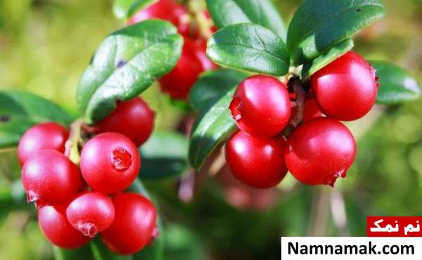 انگور خرسی درمان گیاهی التهاب مثانه
