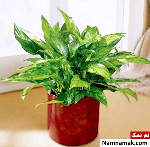 نگهداری گیاهان آپارتمانی آگلونما