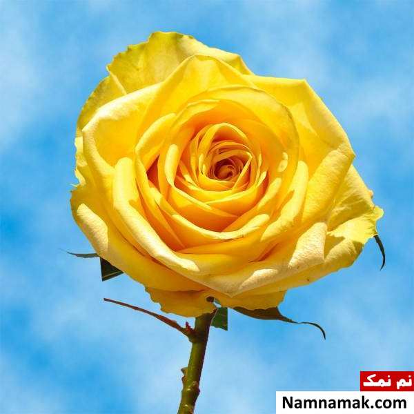 رسم های عجیب در دنیا