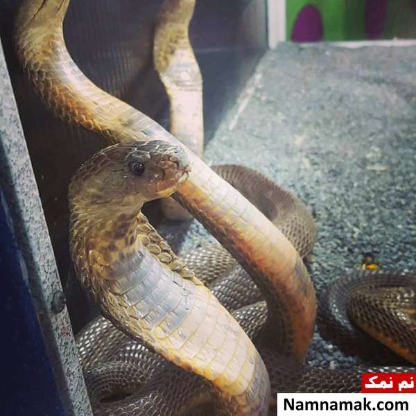 درباره زندگی مارها چه می دانید؟ درباره زندگی مارها چه می دانید؟