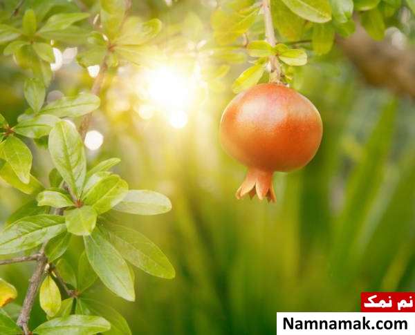 نور درخت انار طریقه کاشت انار در گلدان