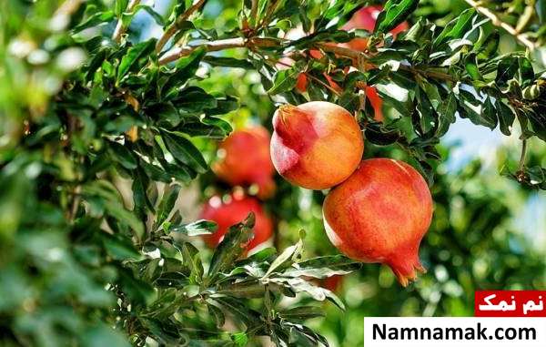 اصول کاشت درخت انار پرورش درخت انار در خانه