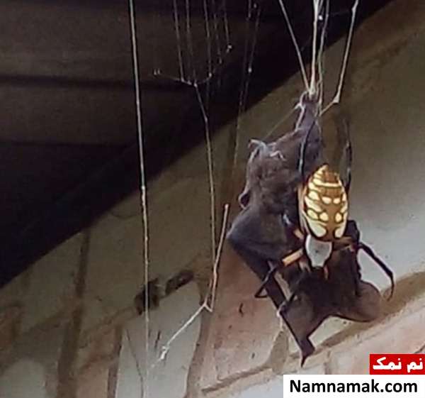 شکار عجیب خفاش توسط عنکبوت موذی شکار عجیب خفاش توسط عنکبوت موذی