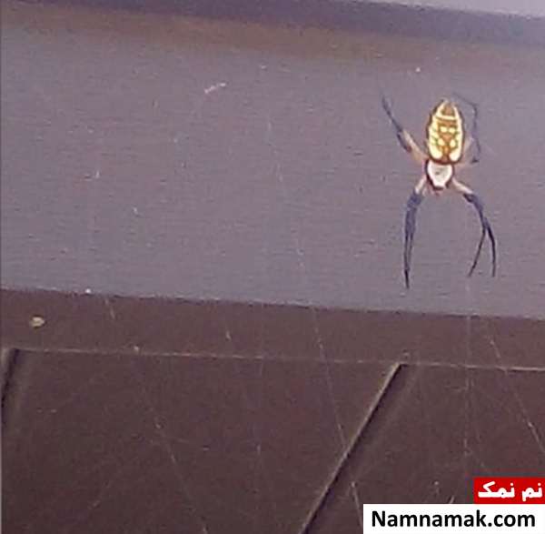 شکار عجیب خفاش توسط عنکبوت موذی شکار عجیب خفاش توسط عنکبوت موذی