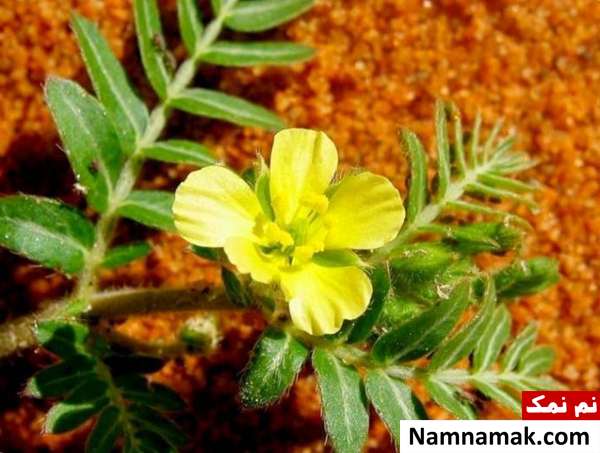 عوارض خارخاسک خارخاسک چه عوارضی دارد؟