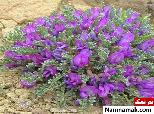 خواص دارویی گون و خواص درمانی گون