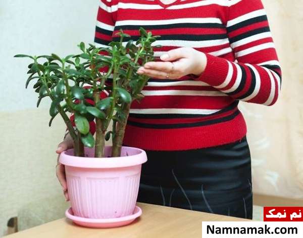 نگهداری گل کراسولا در منزل