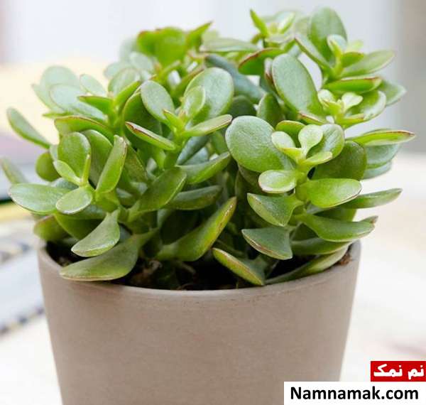 تکثیر گیاه کراسولا خرفه