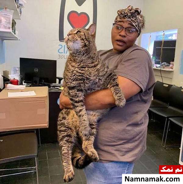 گربه غولپیکر گربه بزرگ و سنگین وزن 12 کیلوگرمی