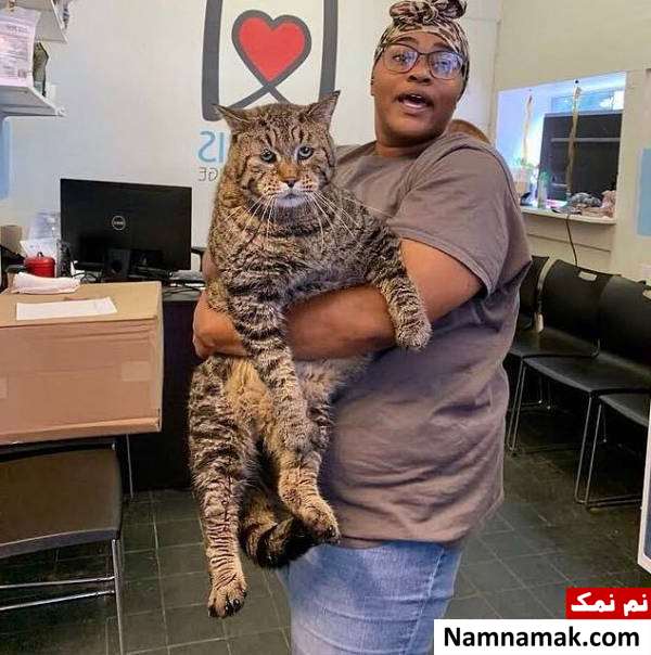 گربه بزرگترین گربه فیلادلفیا