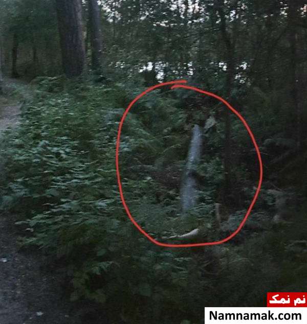 کشف روح کشف روح در میان درختان خانه متروکه
