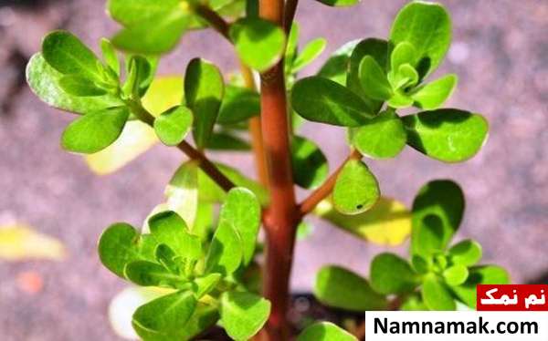 استفاده از گیاه خرفه برای لاغری و بیماری گوارشی