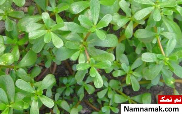 فواید گیاه خرفه برای کبد و فواید گیاه خرفه برای دیابت