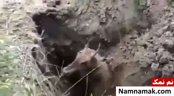 دفن زنده زنده گوزن زخمی بی نوا