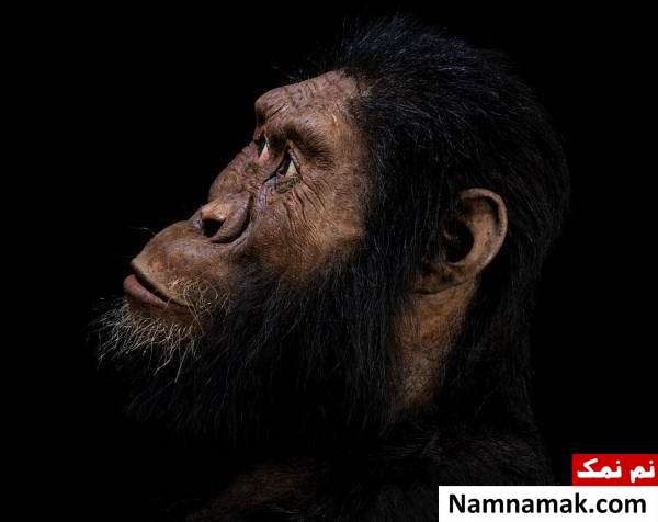 کشف چهره انسان های اولیه