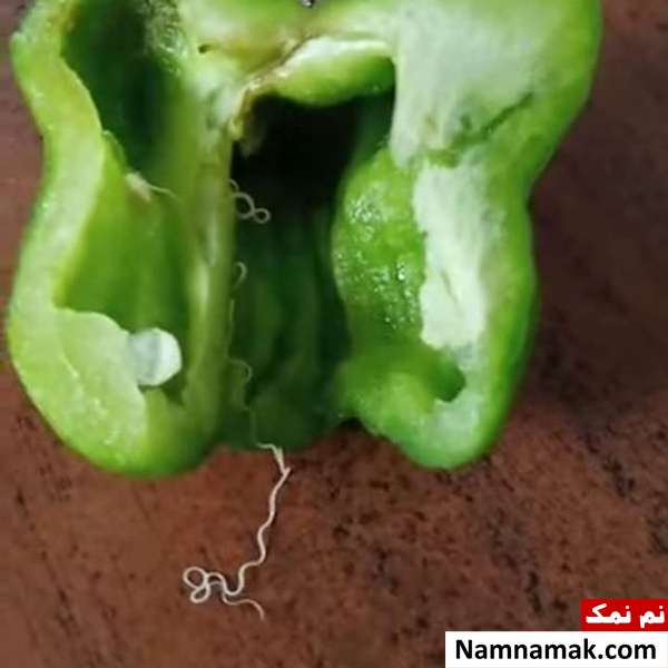 کرم انگلی خارج کردن کرم انگلی از فلفل دلمه