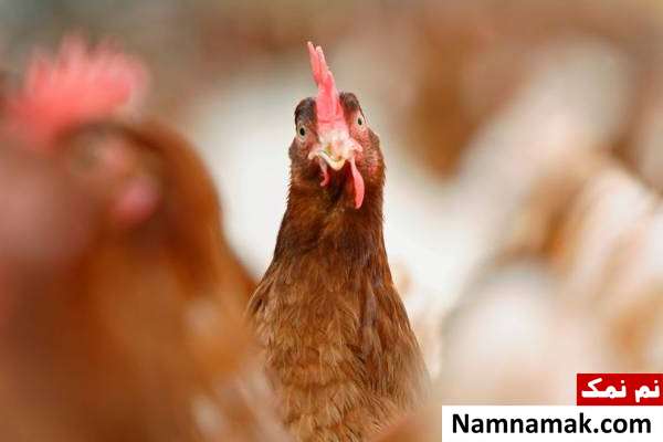 خروس کشته شدن زن حین برداشتن تخم مرغ