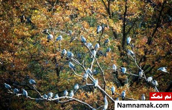 جاذبه های پارک ملی گلستان