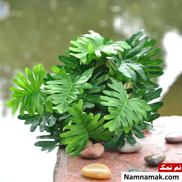 گیاه آپارتمانی سمی گیاهان آپارتمانی مضر