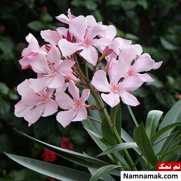 گیاه خرزهره گیاهان خانگی سمی