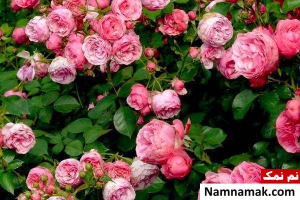 پرطرفدار ترین گل دنیا 