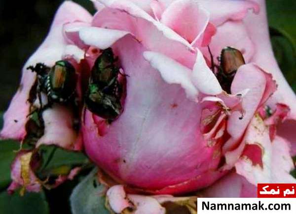 آفت های گل رز وبیماری های گل رز