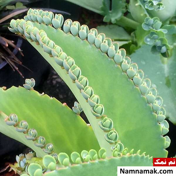 گیاه اشک تمساح پرورش و نگهداری گیاه اشک تمساح