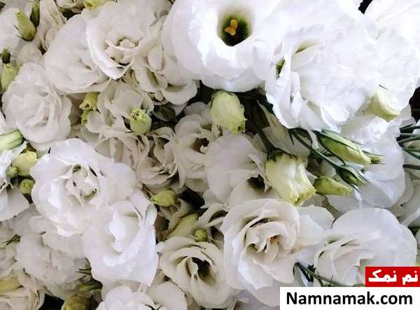  پرورش گیاهان زینتی