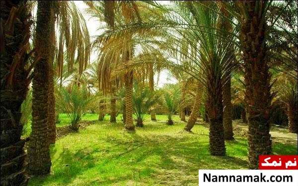 نخلستان های گرمه