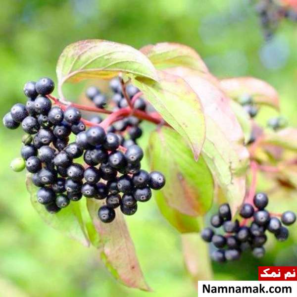 خواص آقطی آقطی برای روماتیسم