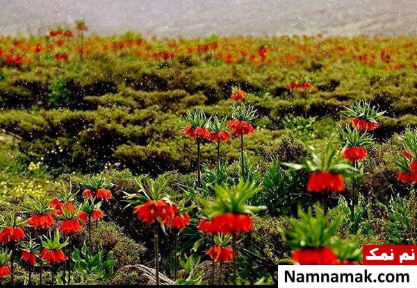  دشت لاله های واژگون دره بید