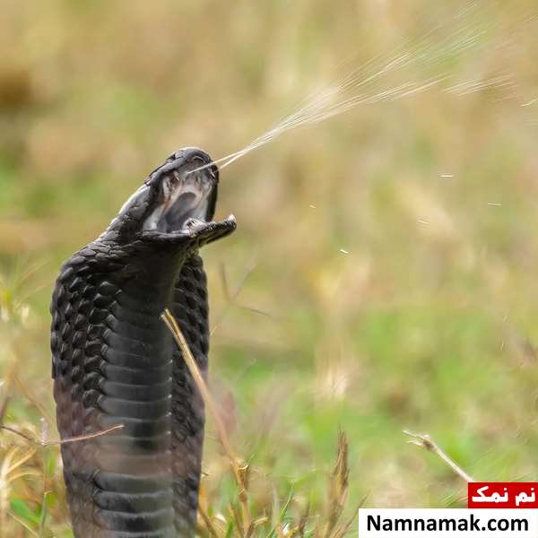 مار کبری سیاه بیابانی