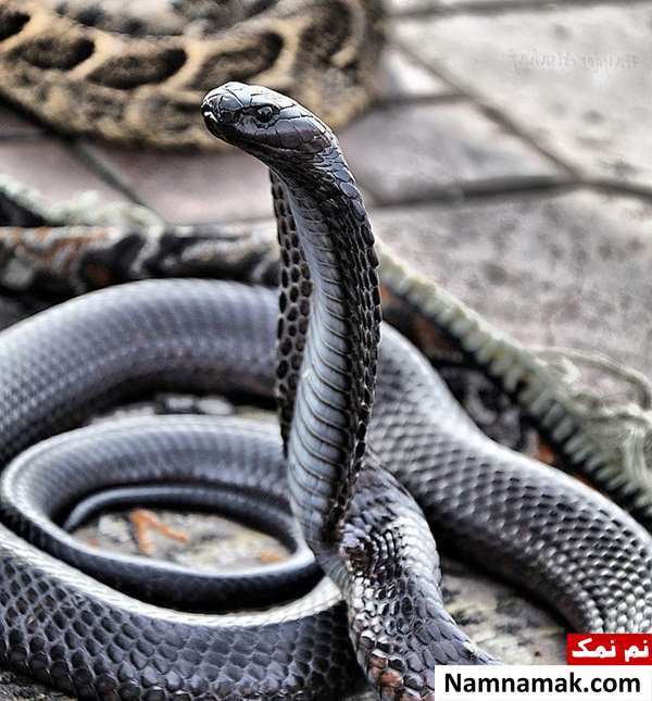مار کبری سیاه بیابانی