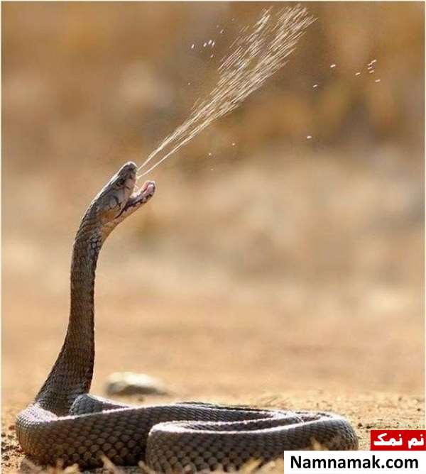زهر مار کبرا زهر مار کبرا
