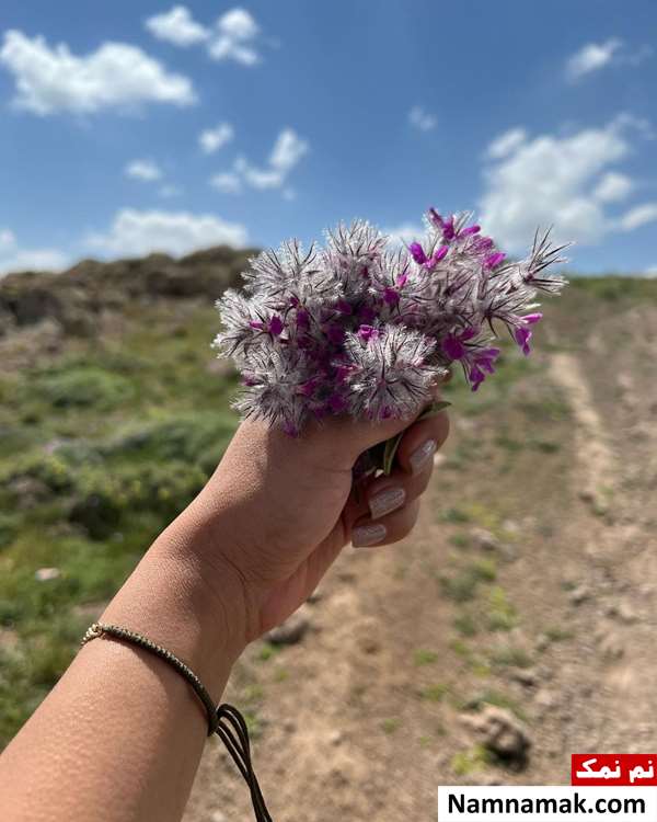 برررسی فواید گل کوفته برای رحم زنان