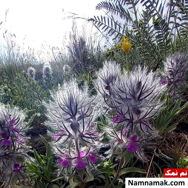چای کوهی برای کیست تخمدان